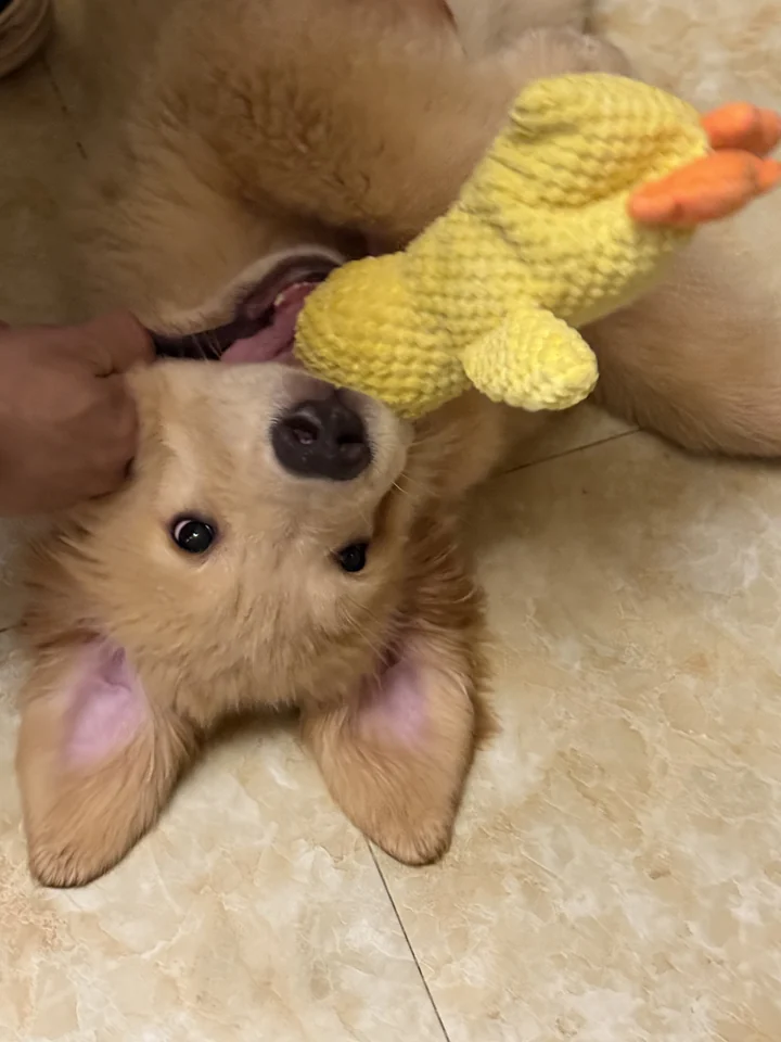 贝贝