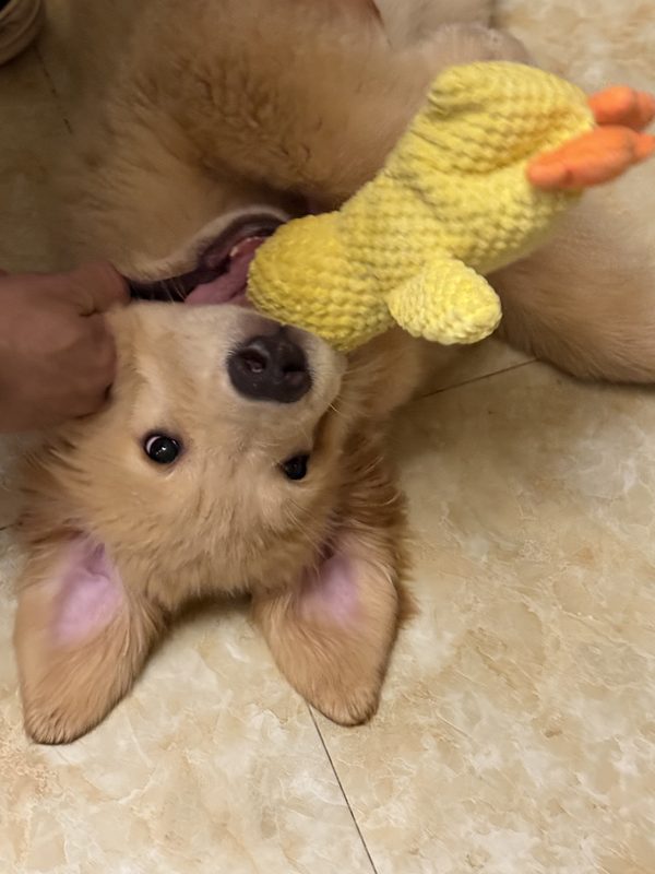 贝贝