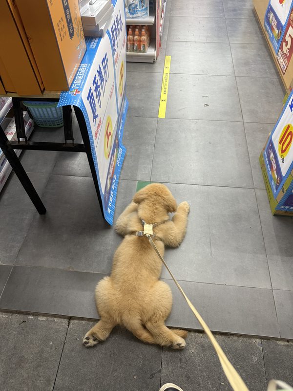 贝贝