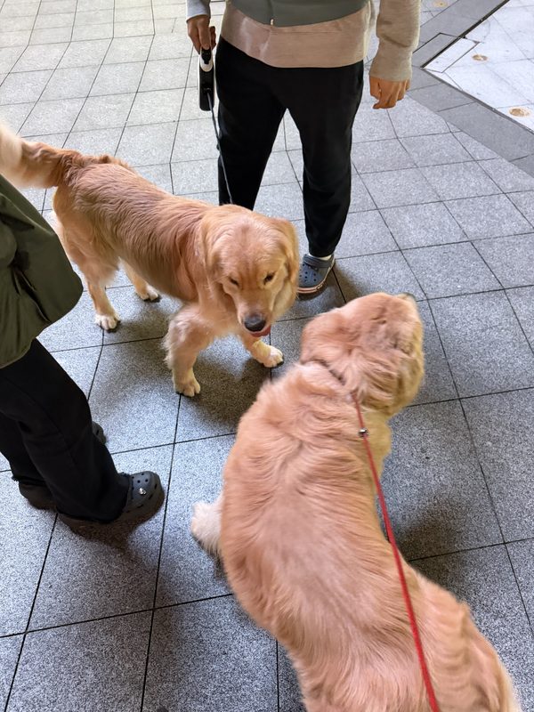 贝贝