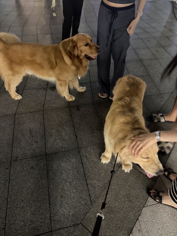 贝贝