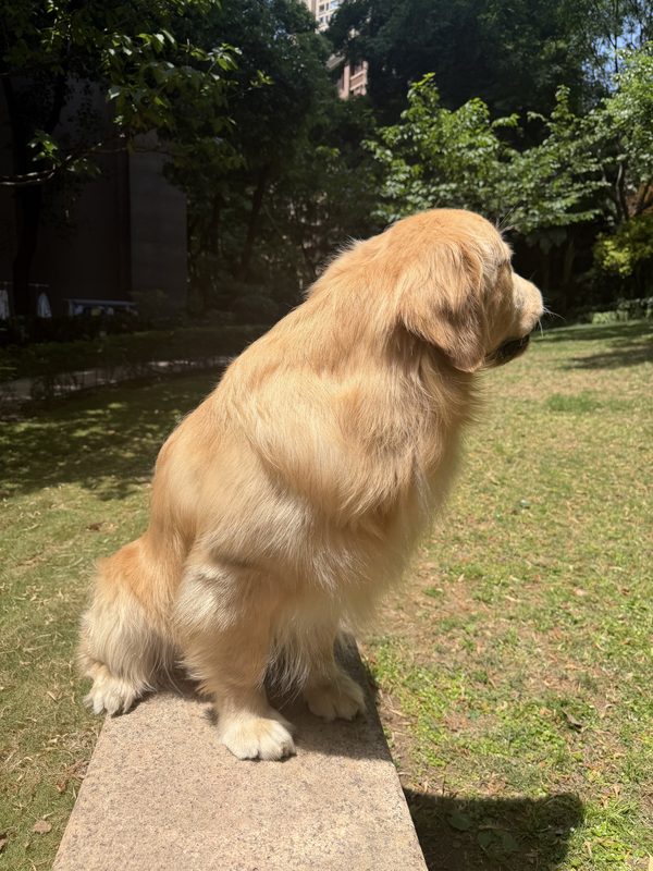 贝贝