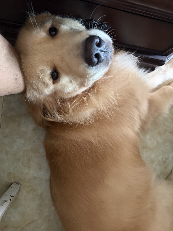 贝贝
