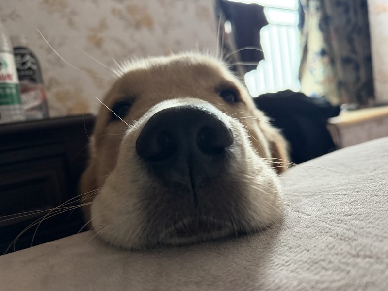 贝贝