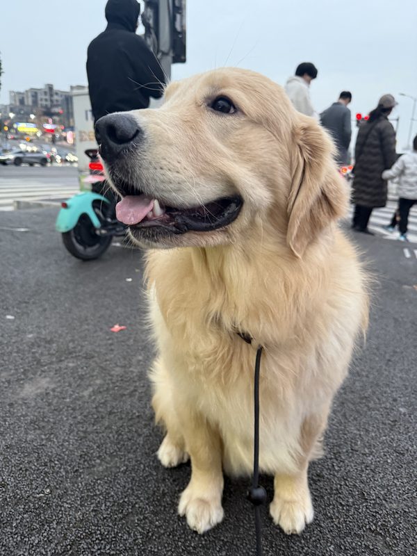贝贝