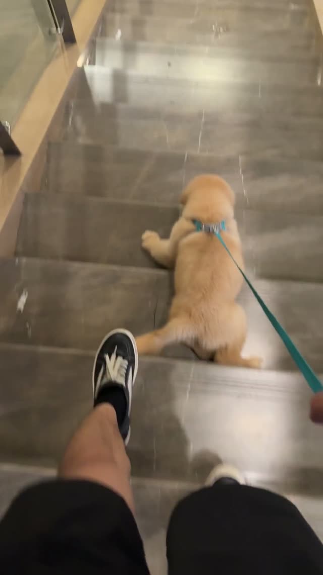 贝贝