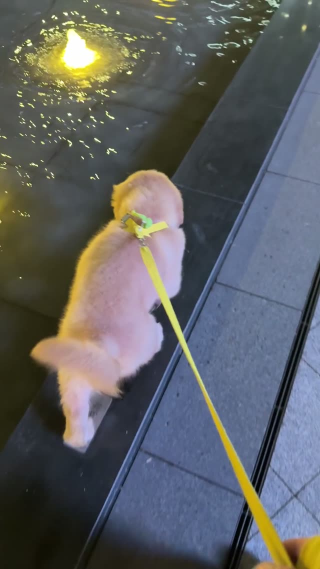 贝贝