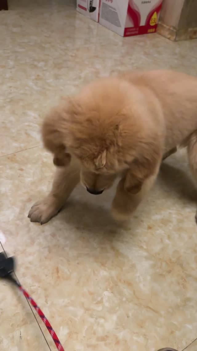 贝贝