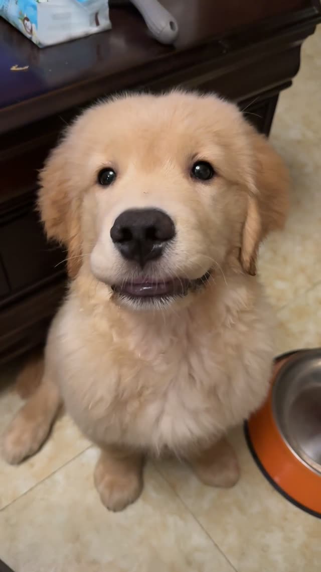 贝贝