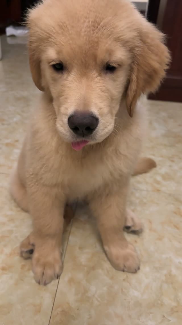 贝贝