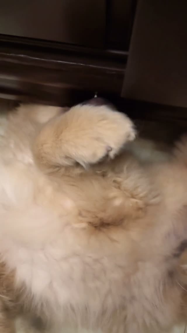 贝贝