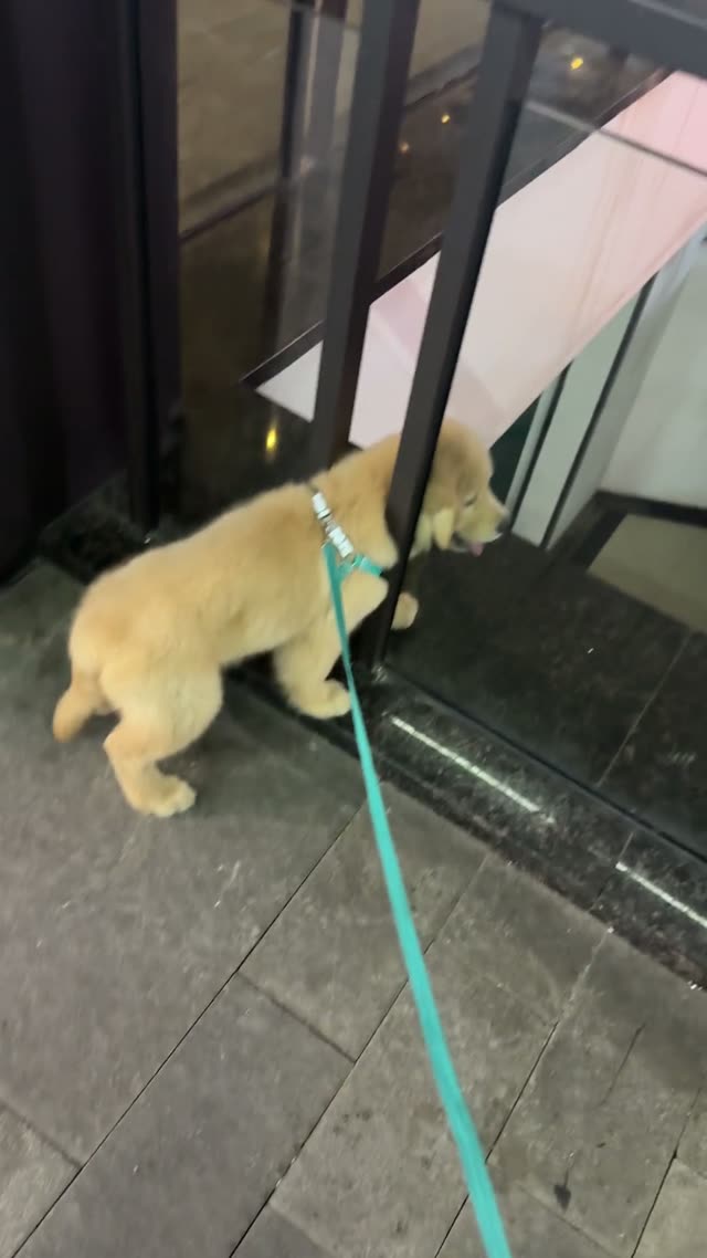 贝贝