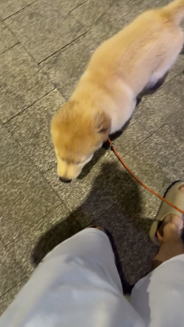 贝贝