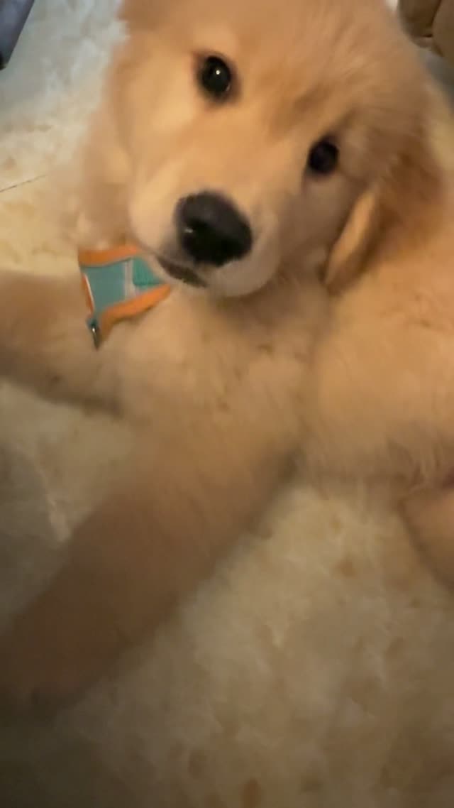 贝贝