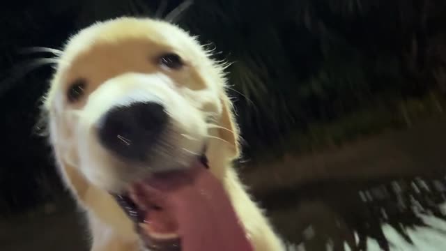 贝贝