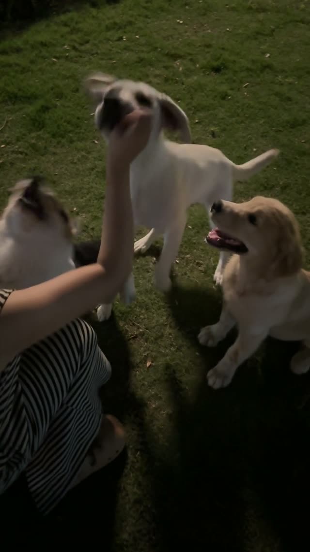 贝贝