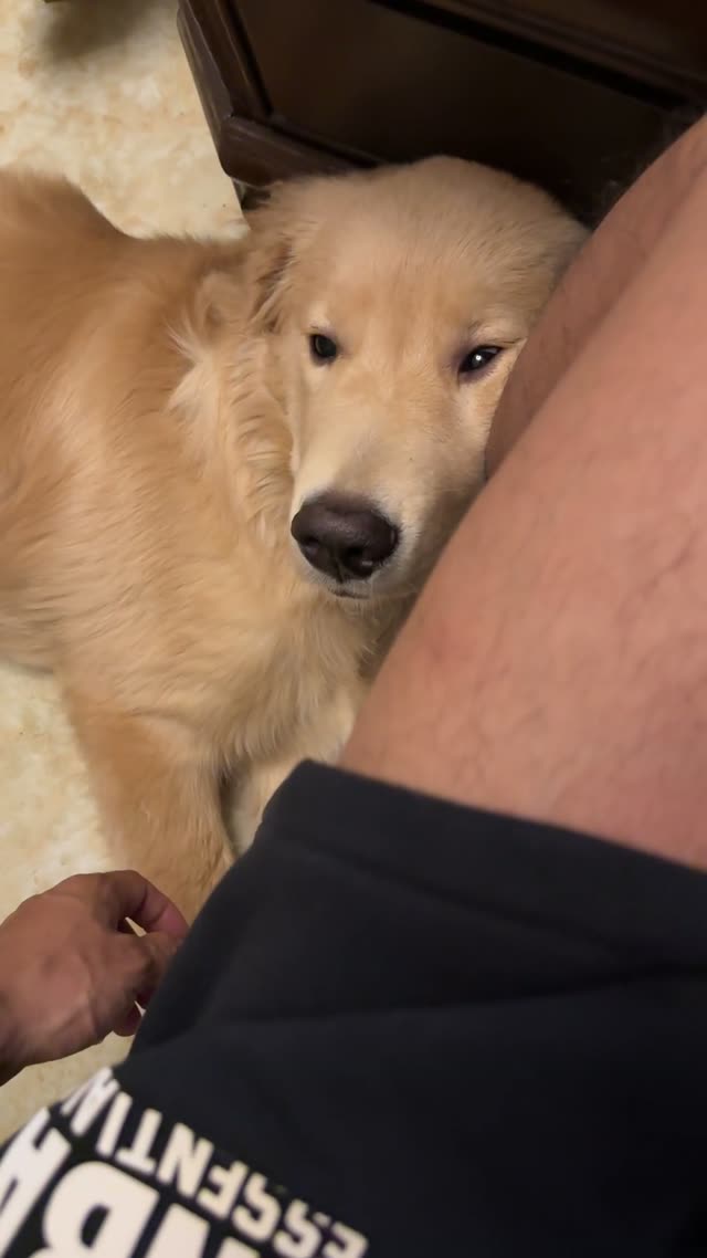 贝贝