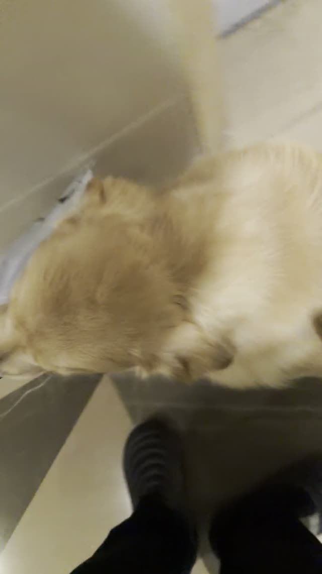 贝贝