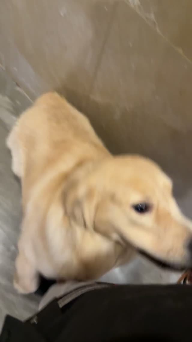贝贝