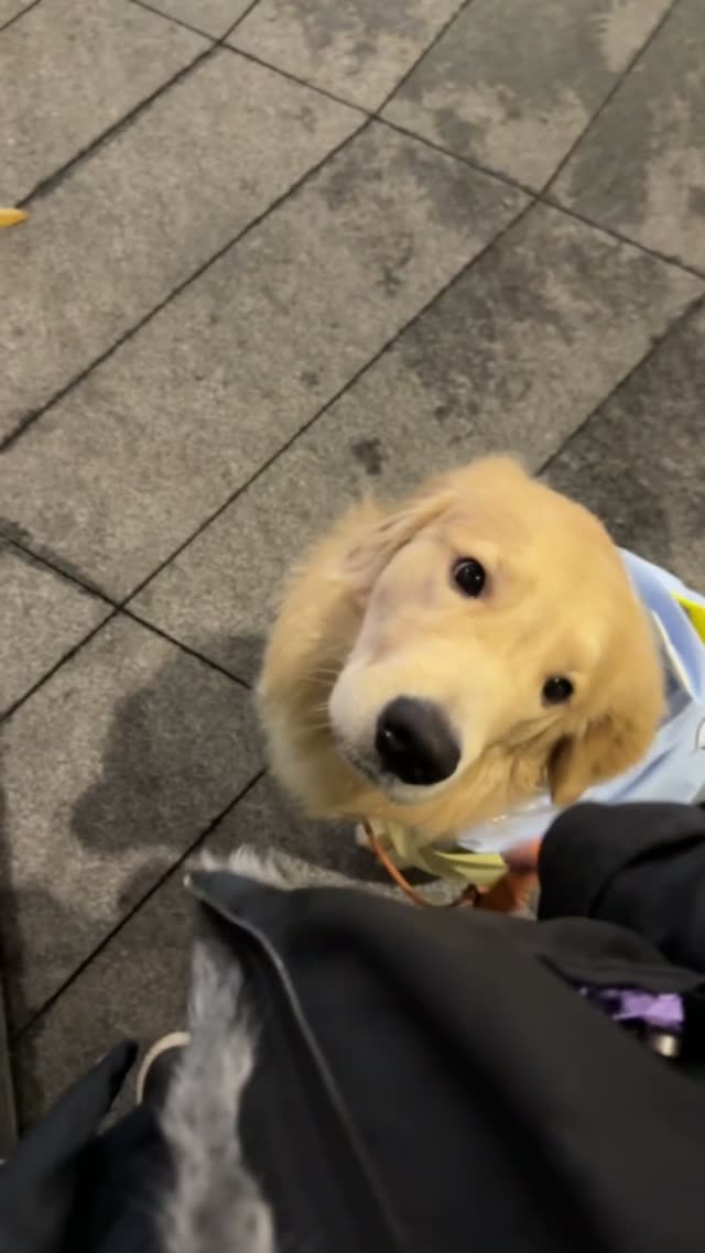 贝贝