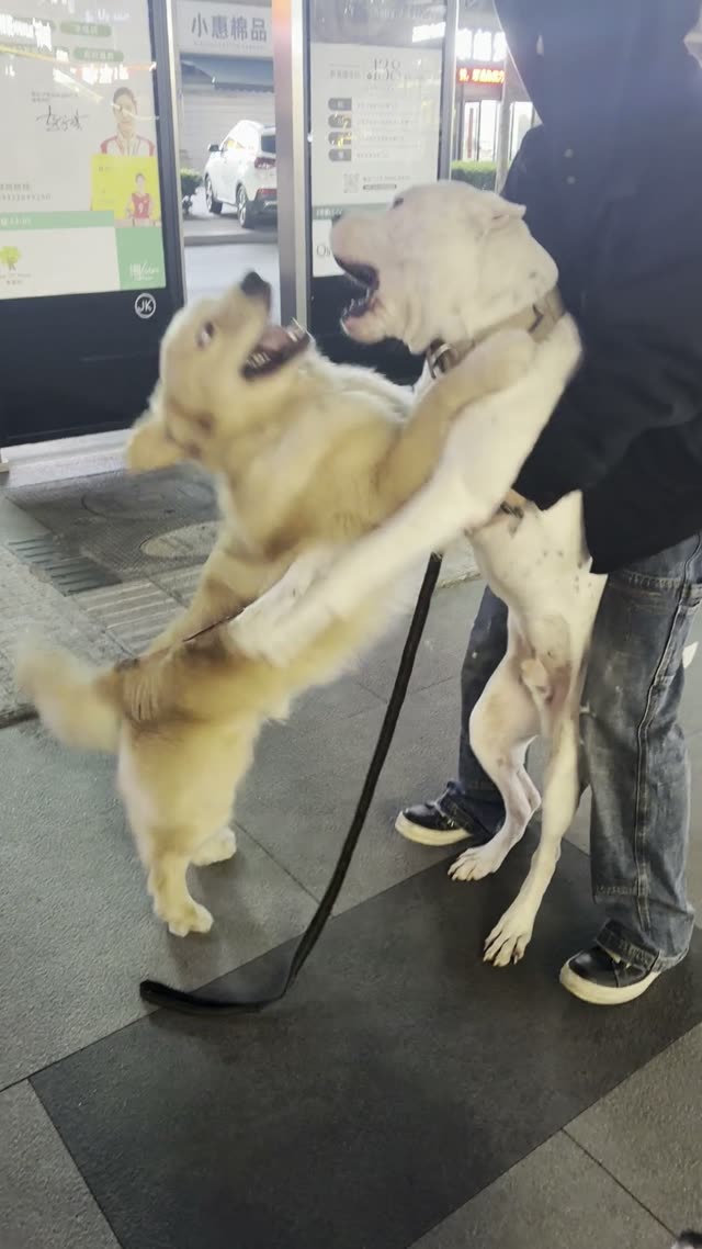 贝贝