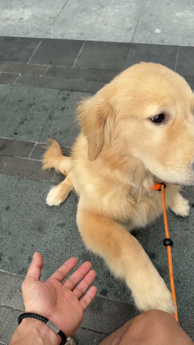 贝贝