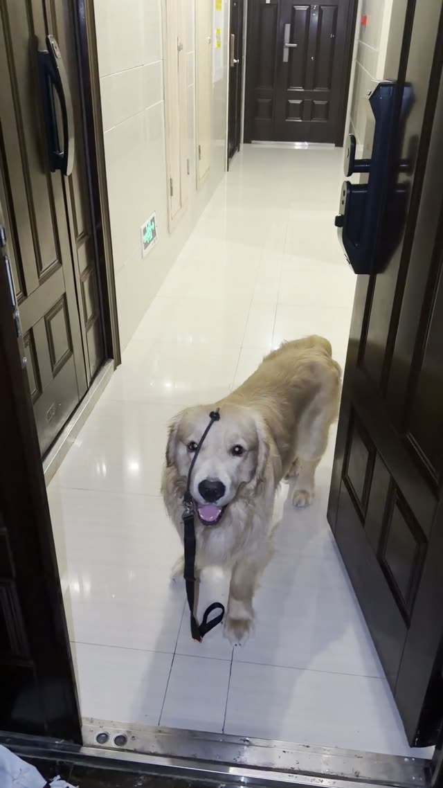 贝贝