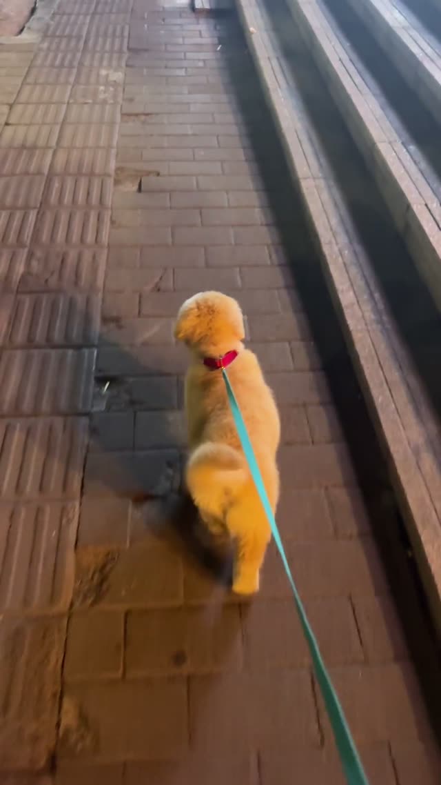 贝贝