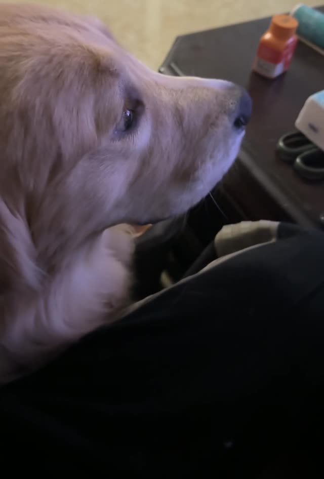 贝贝