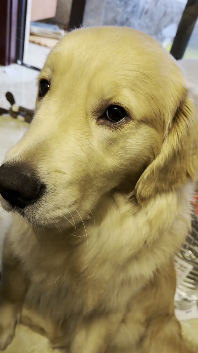 贝贝