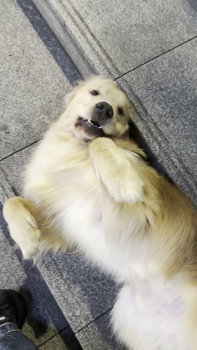 贝贝