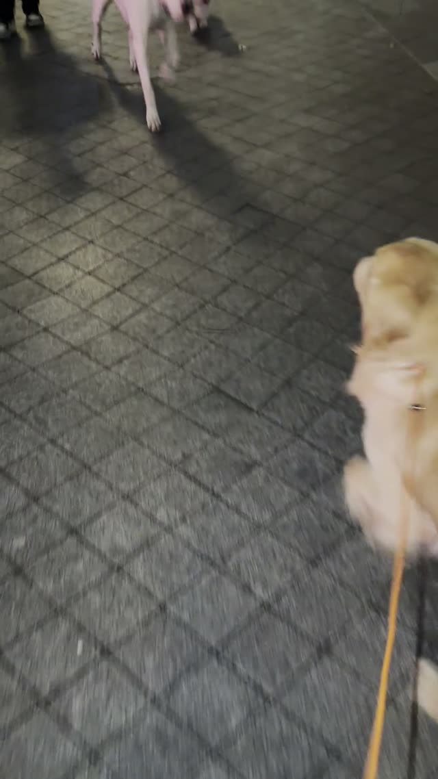贝贝