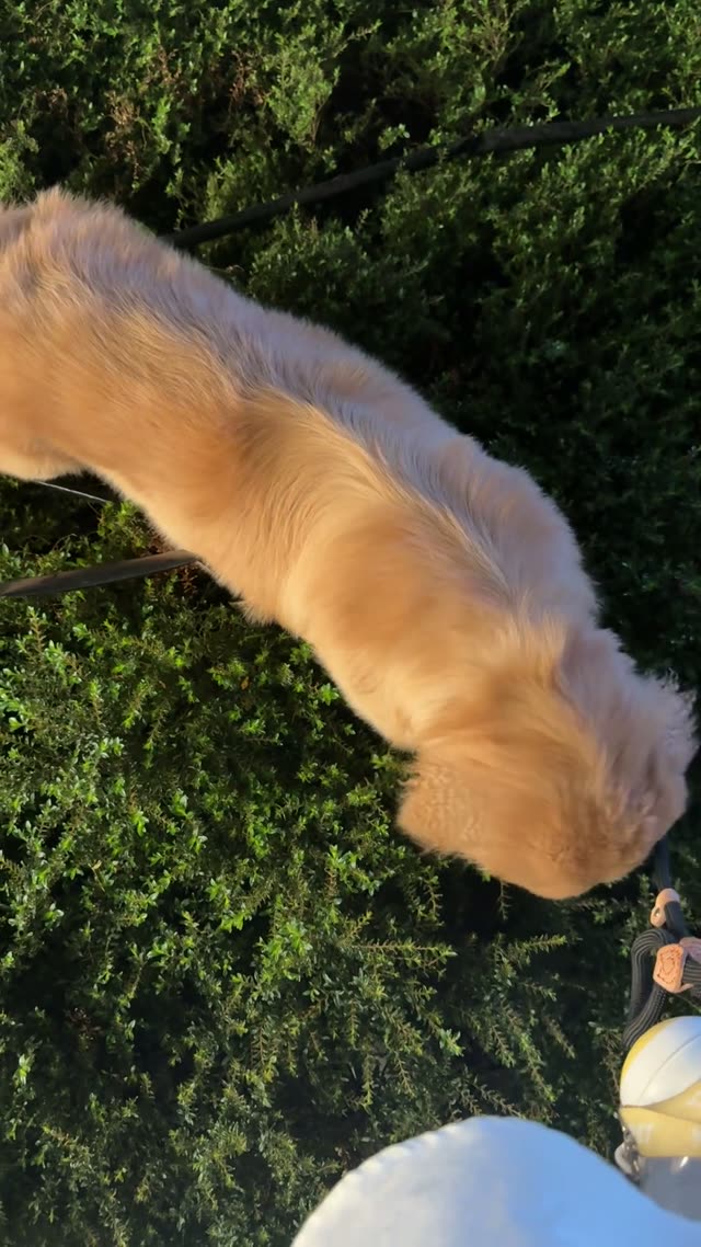 贝贝