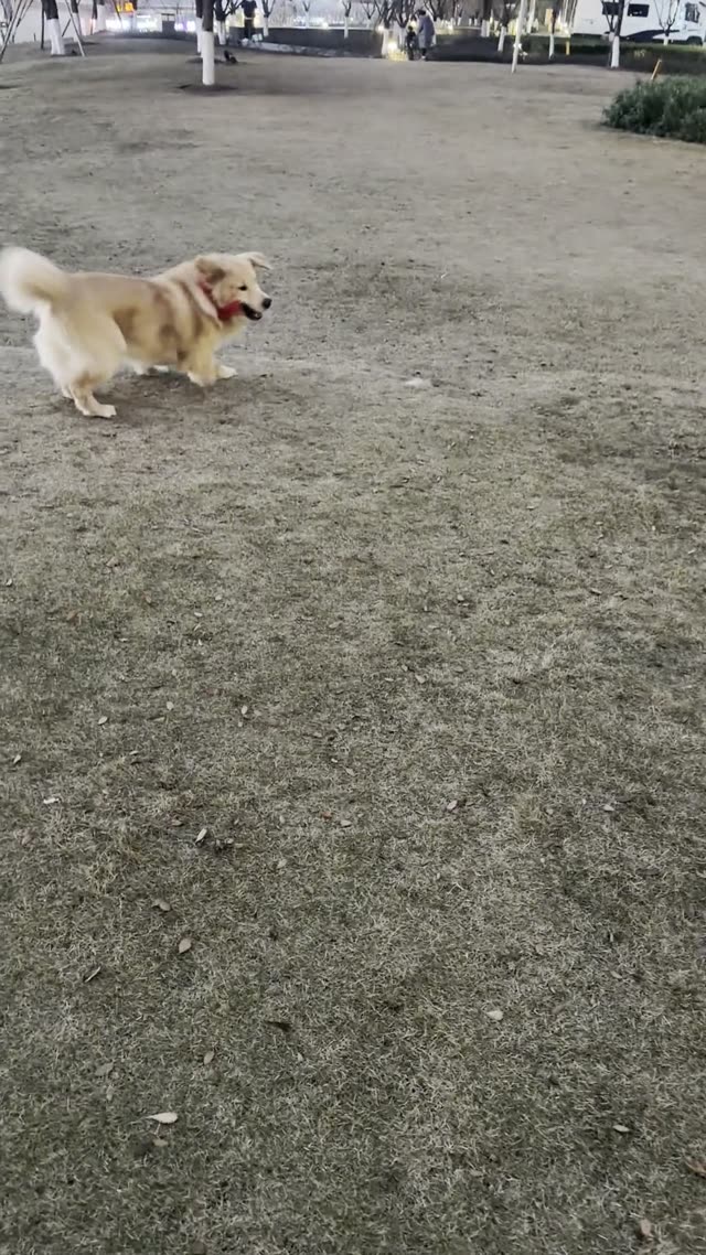 贝贝