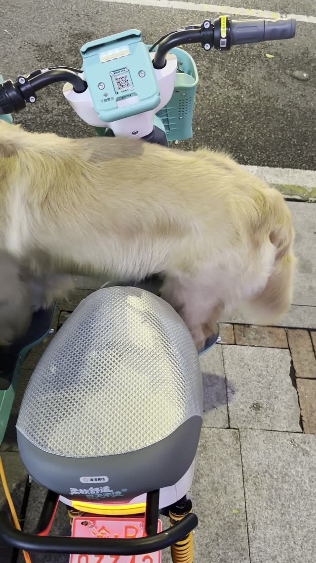 贝贝