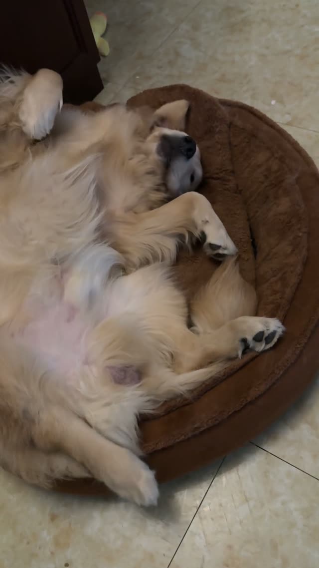 贝贝