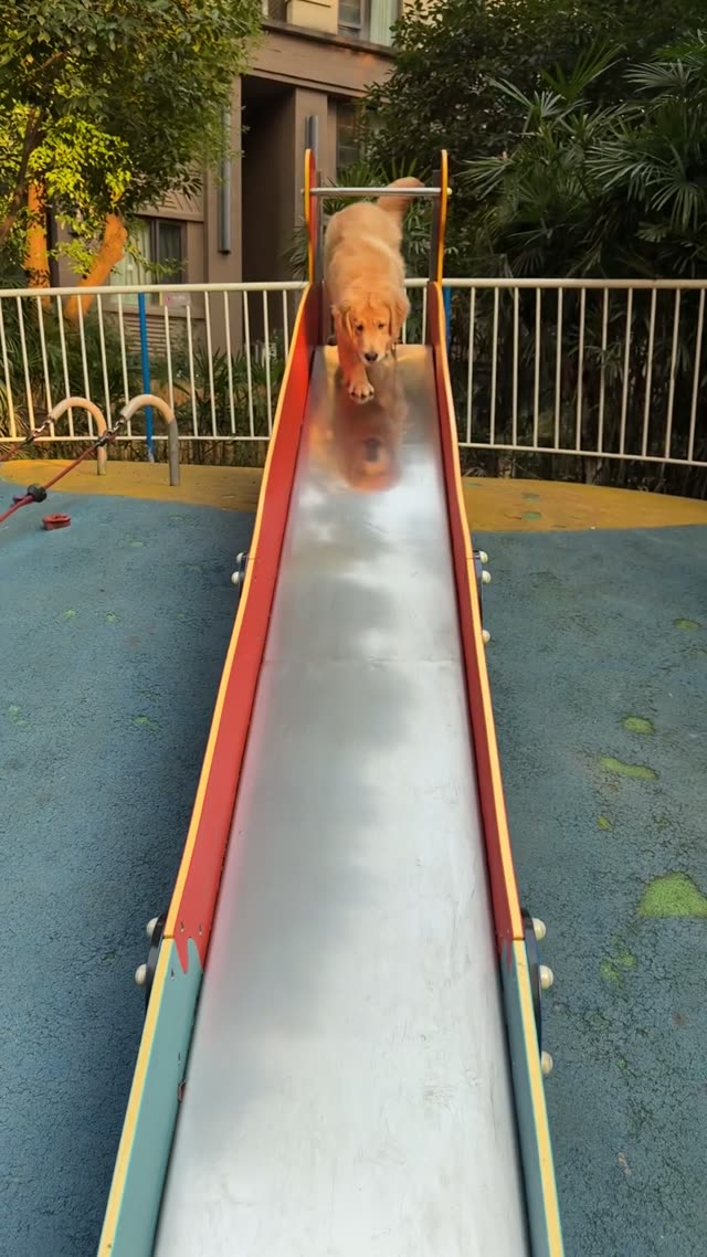 贝贝