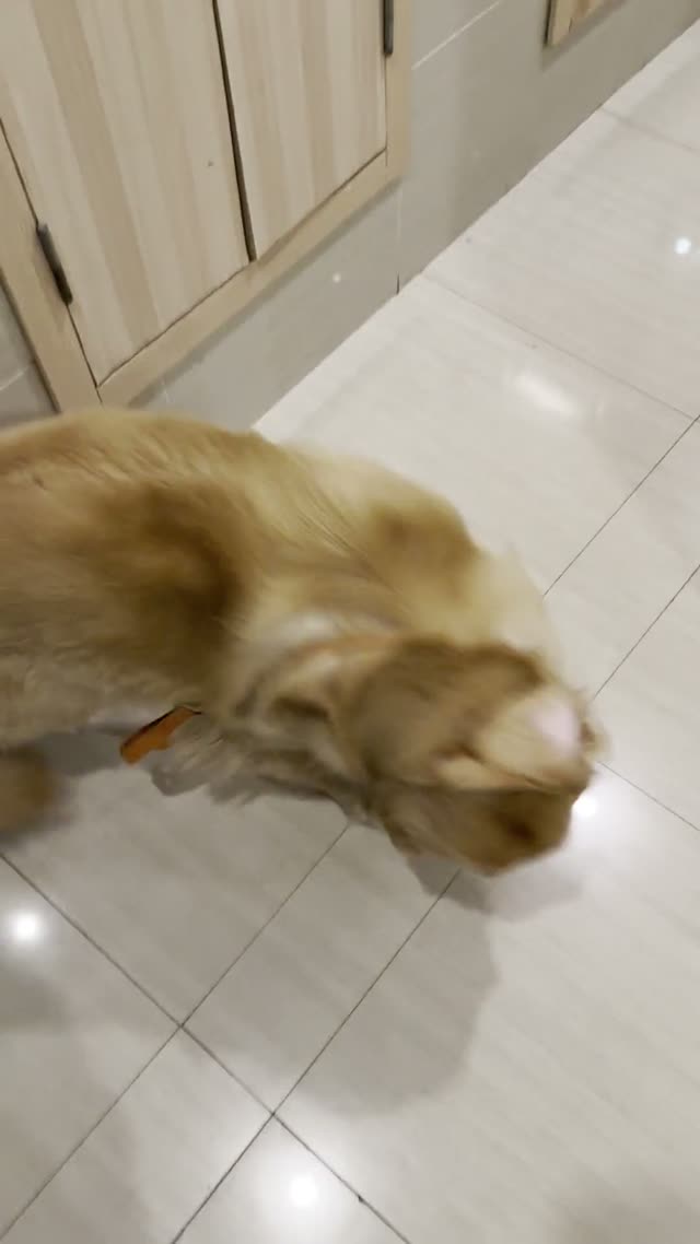 贝贝