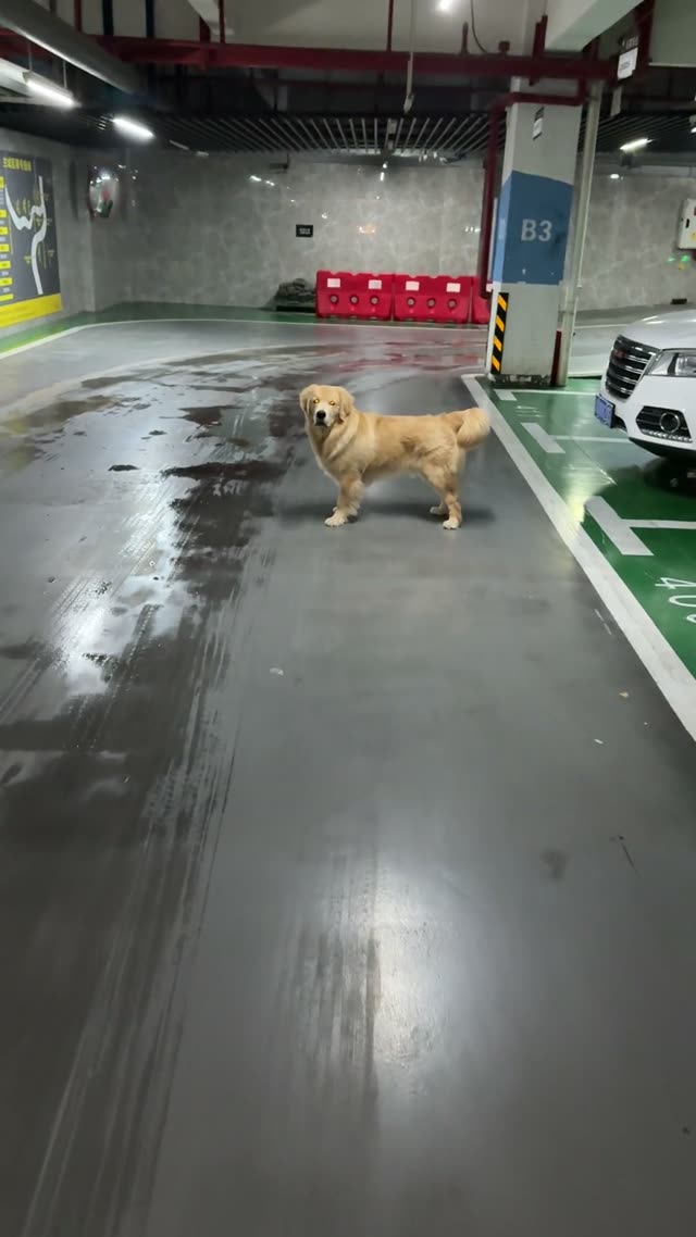 贝贝