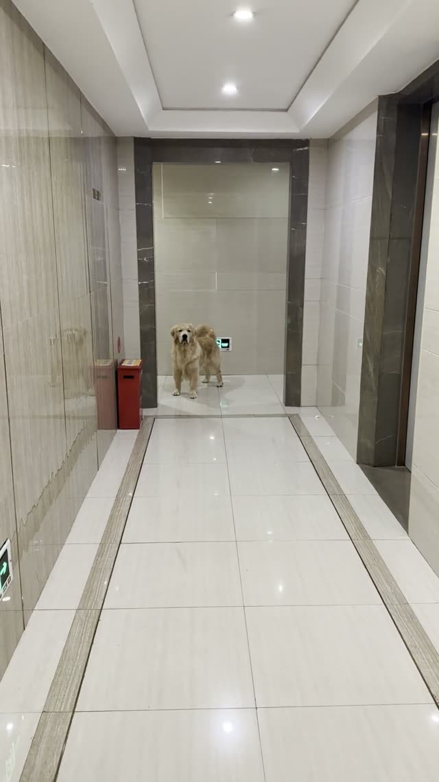 贝贝