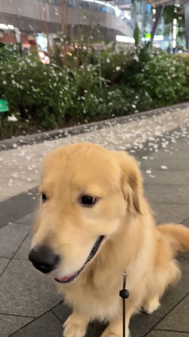 贝贝