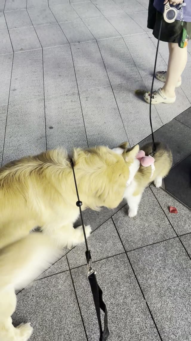 贝贝